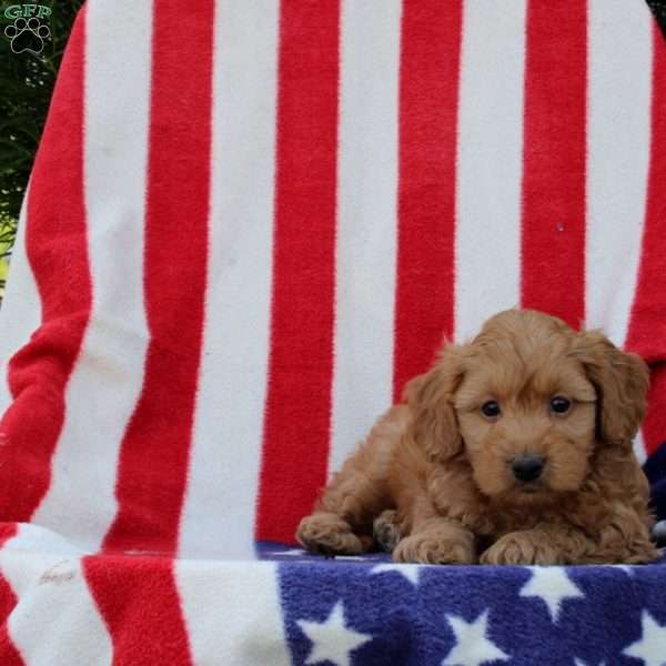 Akeem, Morkie-Poo Puppy